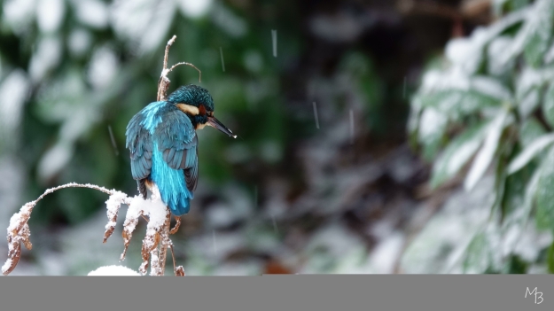 Marian Buurman - speuren naar een prooi - 2026.1.5.januari;ijsvogel;vogel;paleispark;winter,kou;prooi;